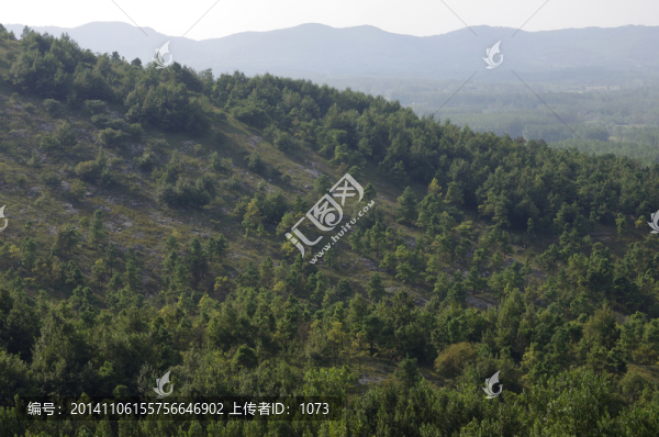山坡叢林