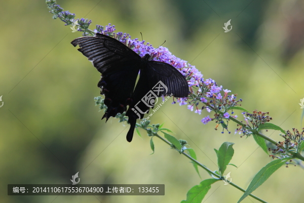 蝴蝶