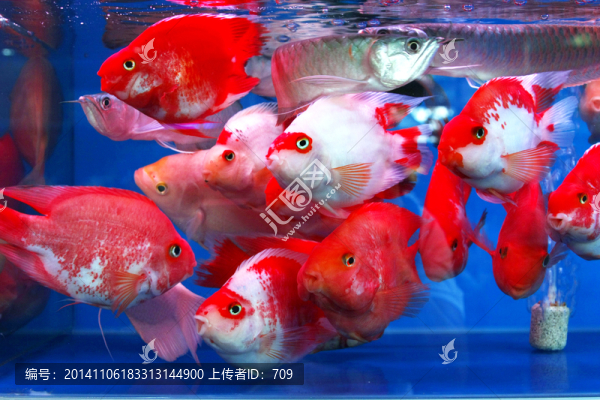 紅色魚