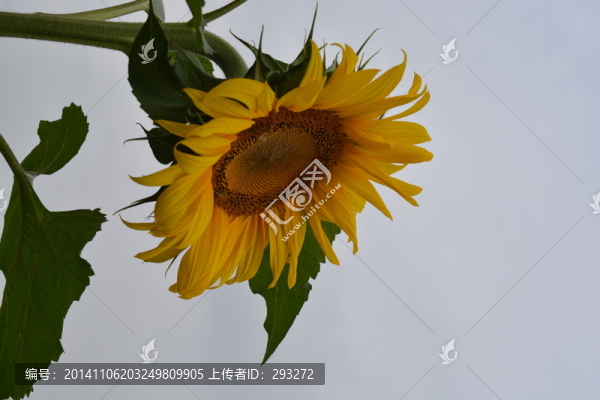 向日葵