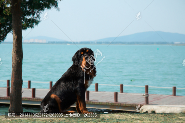 流口水的大狗