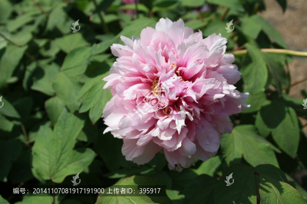 牡丹花