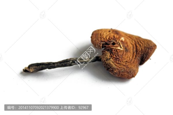 榛蘑