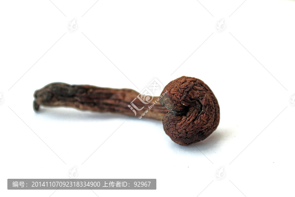 榛蘑