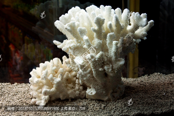 觀賞珊瑚