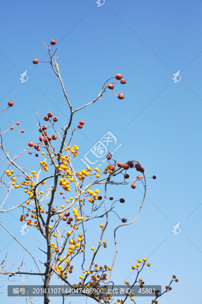 五味子,中草藥,中藥材,仙草