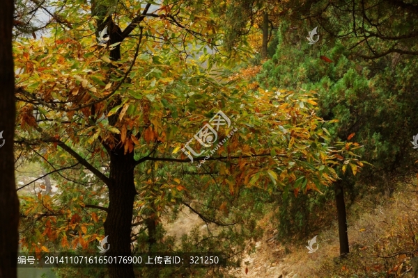 泰山林場秋色