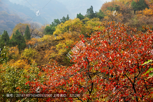 泰山林場秋色