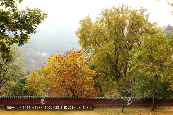泰山玉泉寺秋色
