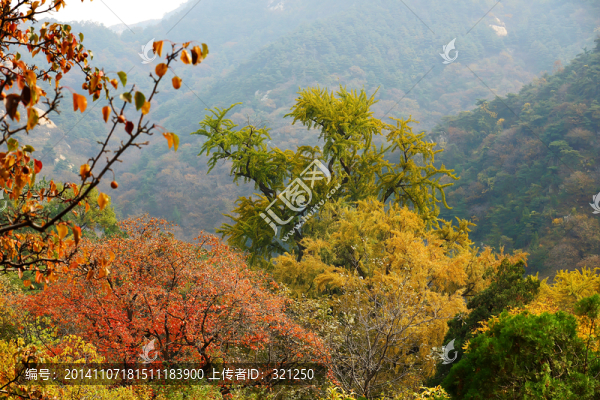 泰山金色林場