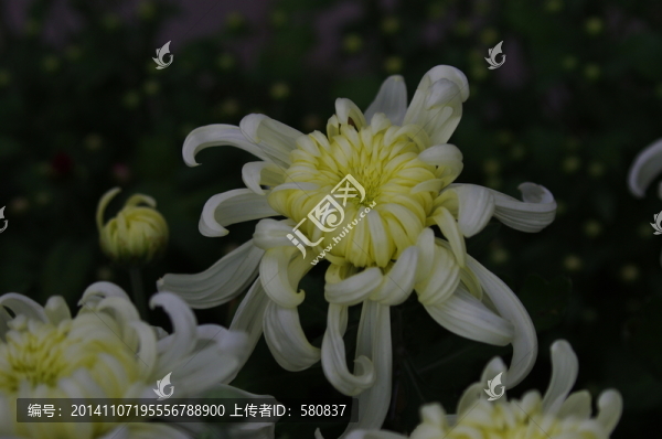 菊花