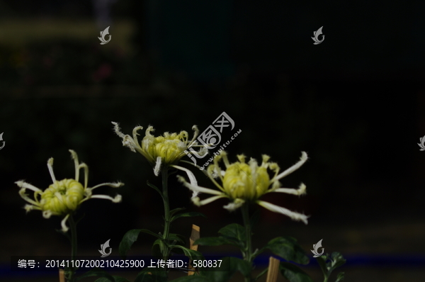 菊花