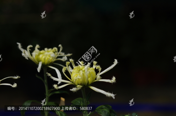 菊花
