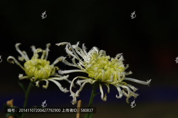 菊花
