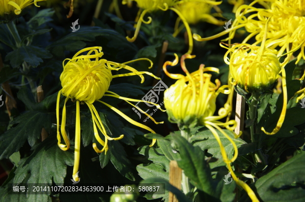 菊花