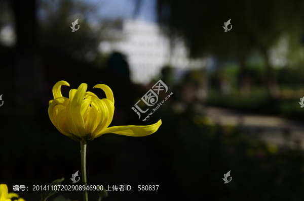 菊花