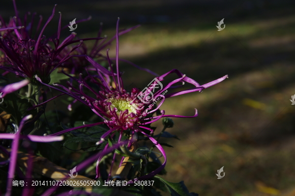 菊花