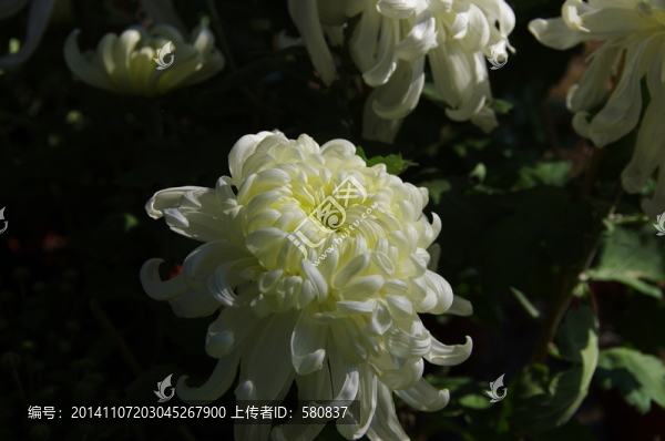 菊花
