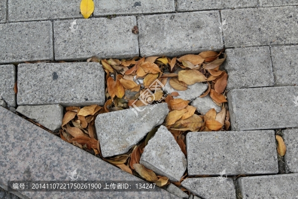 落葉