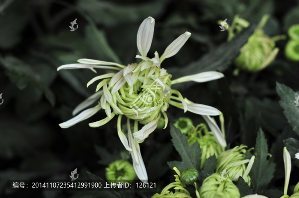 菊花