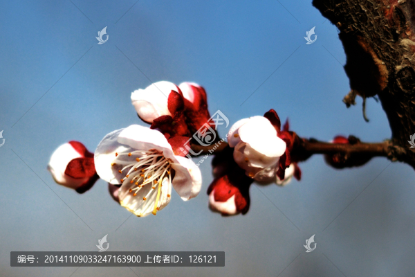 杏花