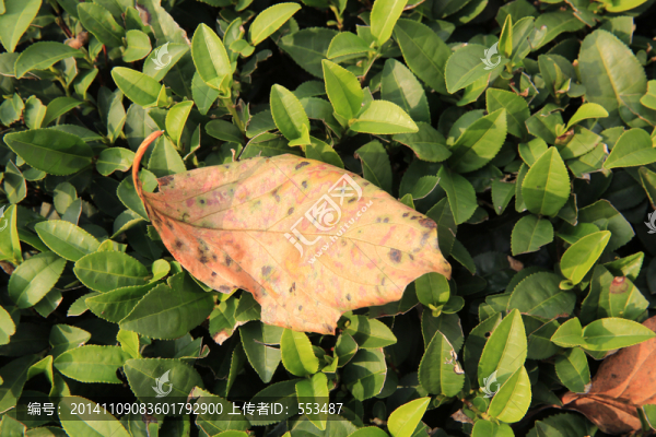秋