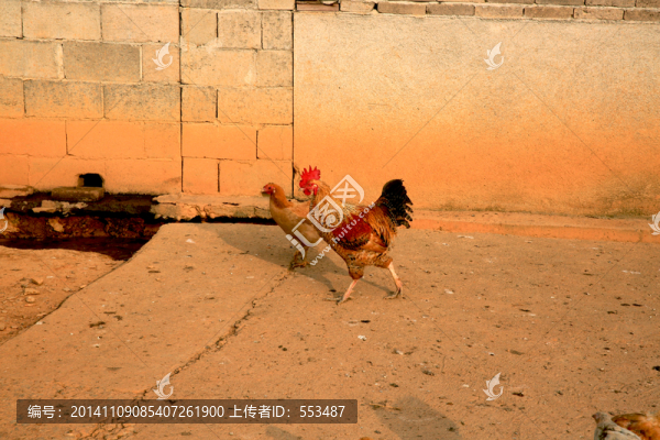 土雞,雞群,養(yǎng)雞,養(yǎng)殖,綠色