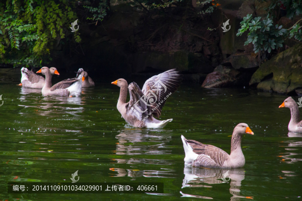 鵝群