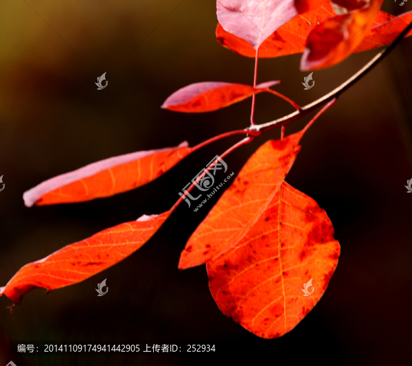 紅葉