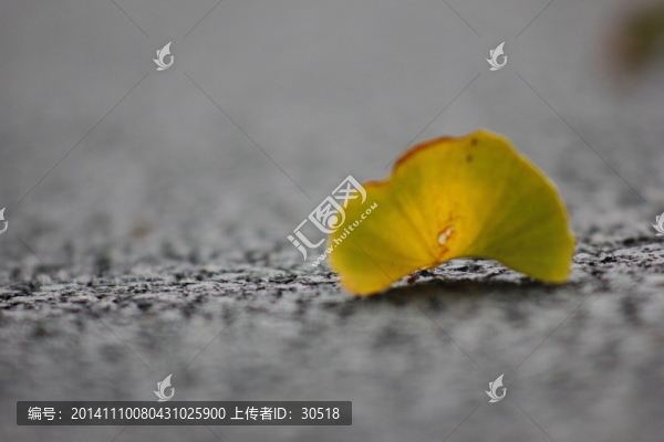 柏油馬路上的飄零的黃葉