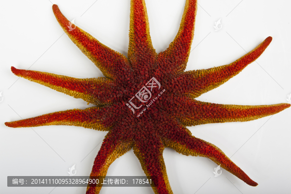 海星,紅海星,干海星,海洋動物