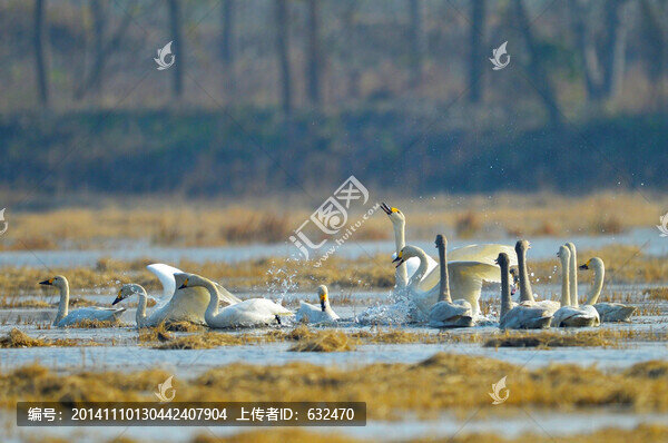 雷池小天鵝嬉戲