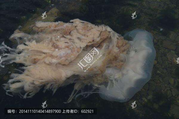 海蜇