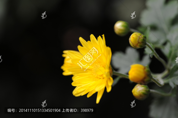菊花