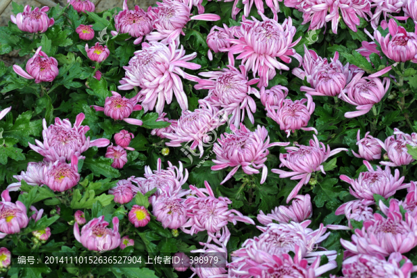 菊花