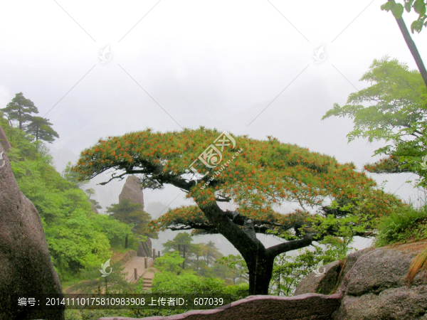 安徽黃山奇松