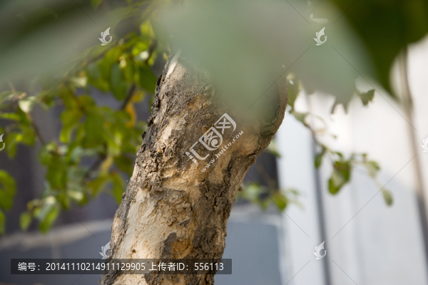 石榴樹(shù)