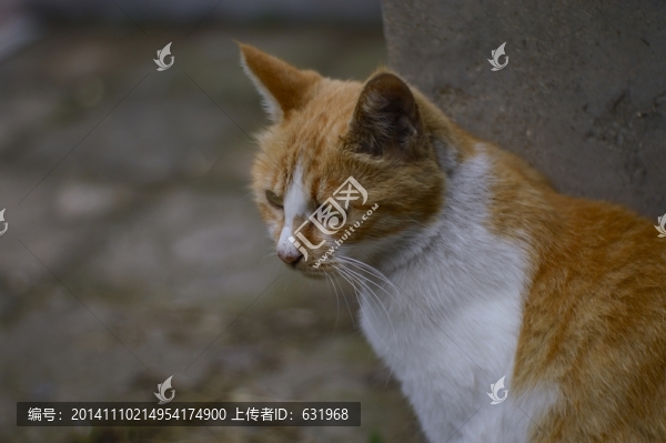 特寫?yīng)q豫貓咪