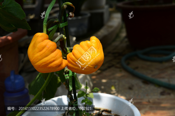 觀賞南瓜