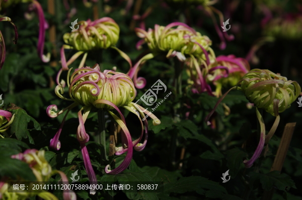 菊花