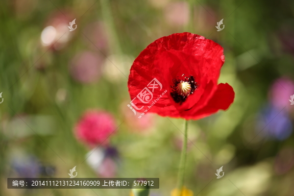 花卉,夏季,微距