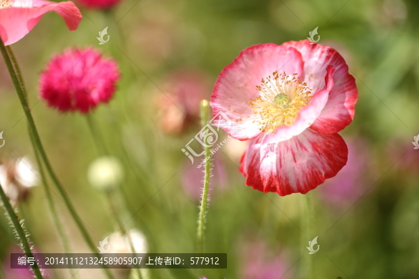 花卉