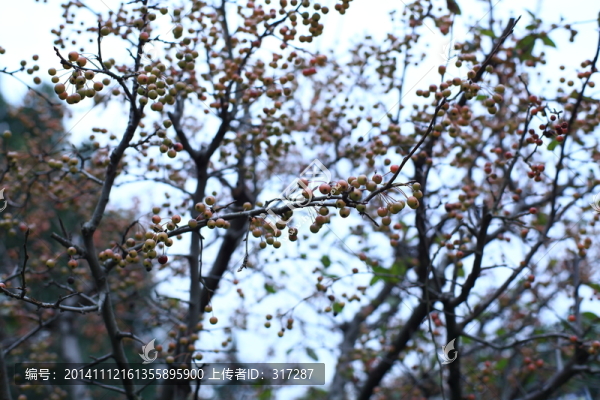 小海棠果