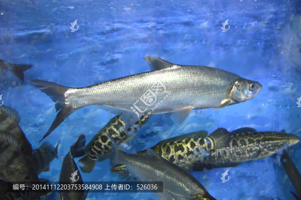 白鰷魚