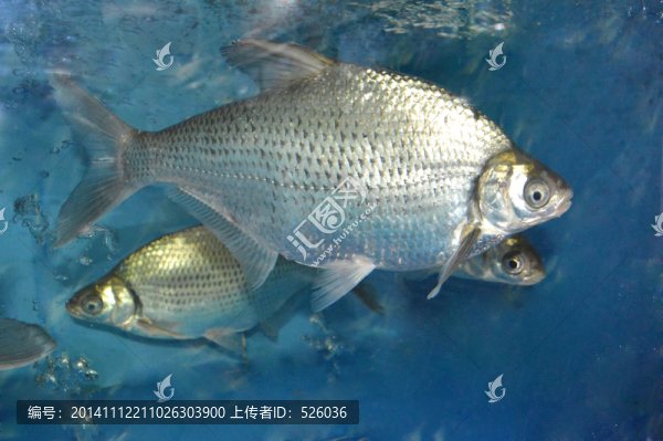 鳊魚