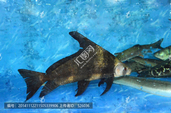 貴妃魚