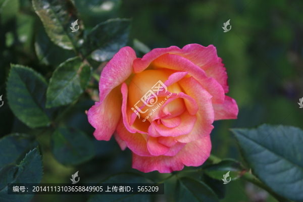 月季花