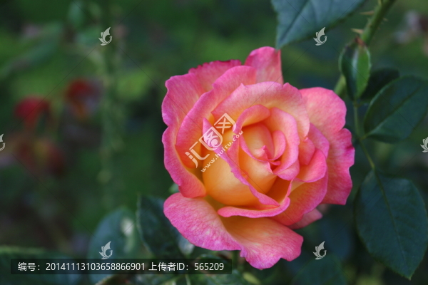 月季花