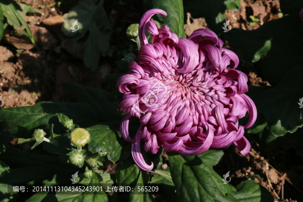 菊花