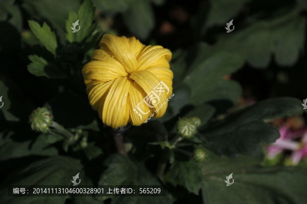 菊花